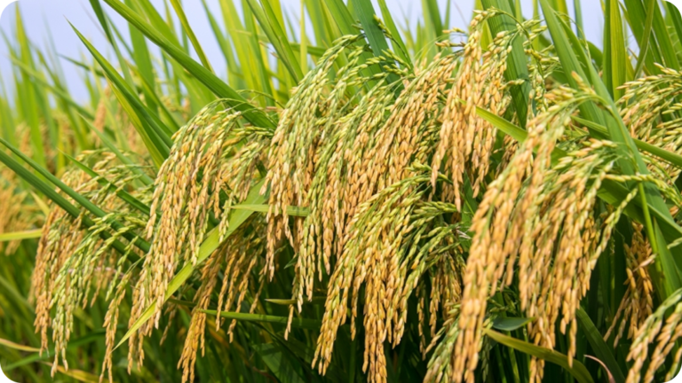 Quy trình kỹ thuật chăm sóc lúa trong giai đoạn làm đòng - trổ