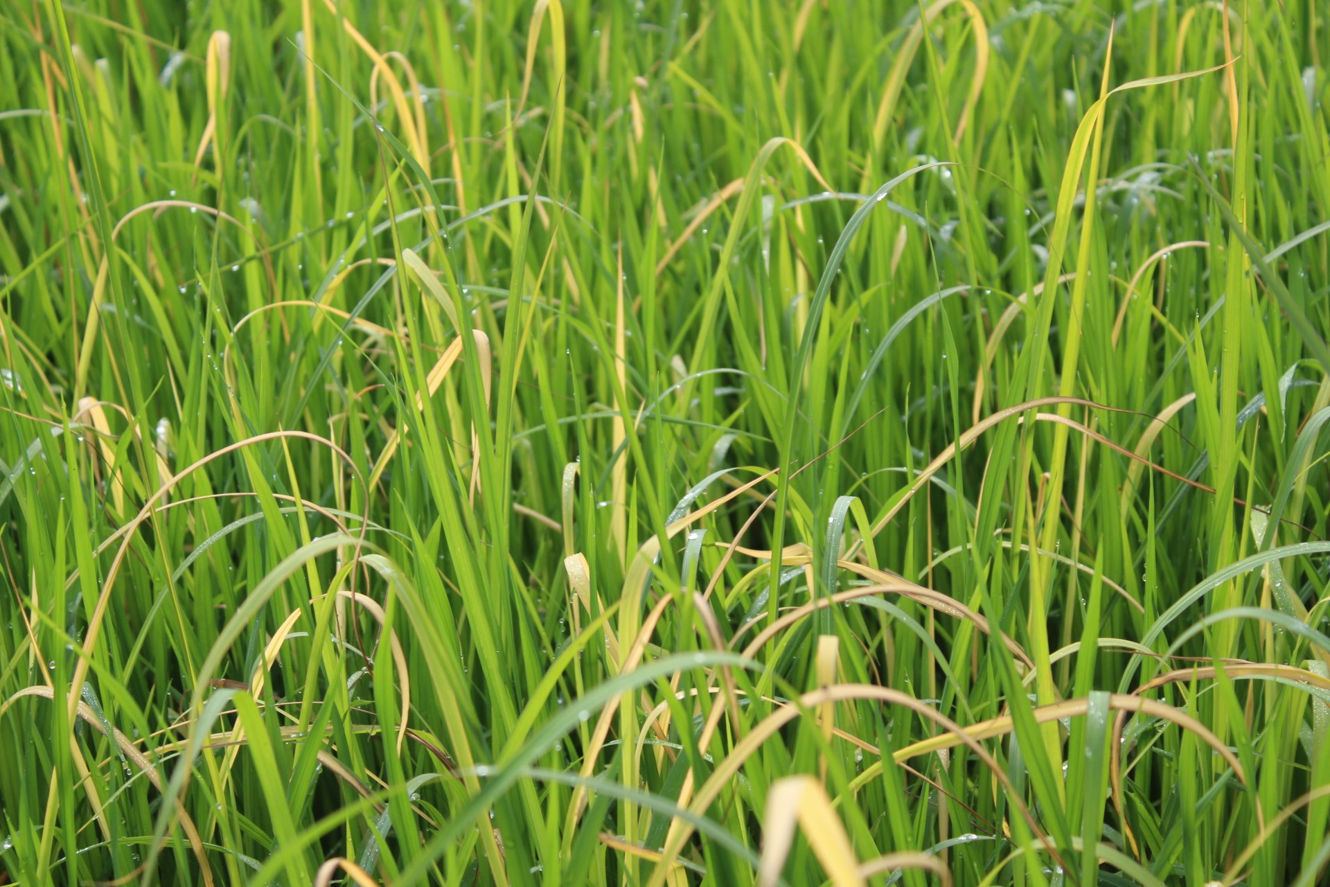 Riceguard 40OD: Giải pháp toàn diện kiểm soát cỏ dại trên ruộng lúa